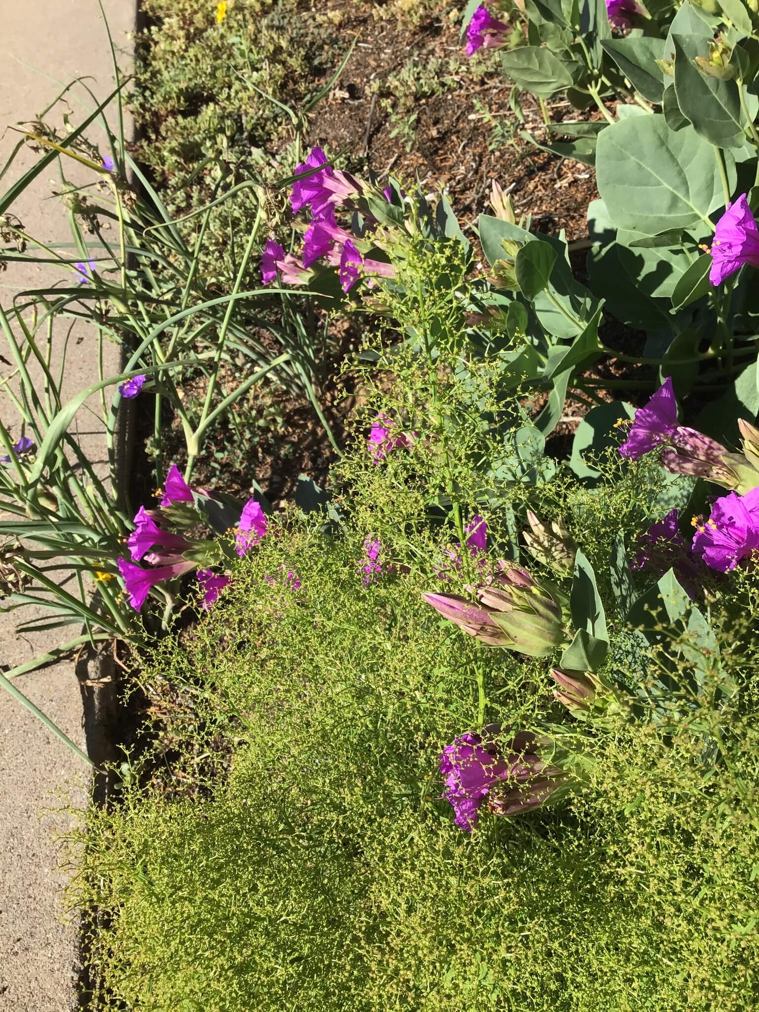 Dysphania graveolens